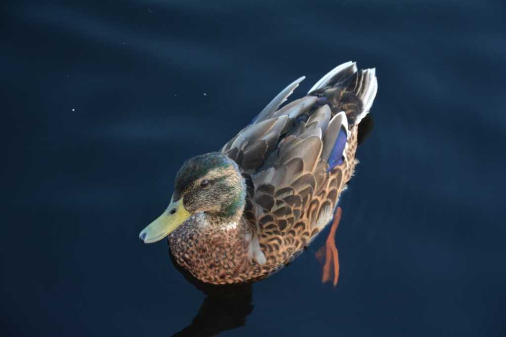 DSC_6194Mittel_.JPG